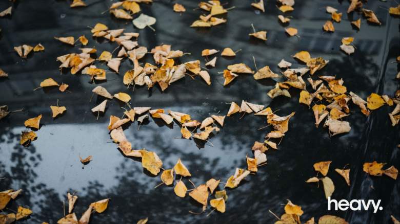 Heart of leaves
