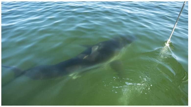 boston woman killed by shark