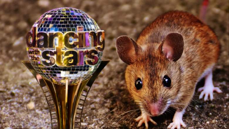 A Mirrorball Trophy and a mouse.
