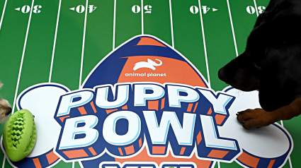 Inside the Tragic Loss of Puppy Bowl 2026’s Most Inspiring Pup, Teigan