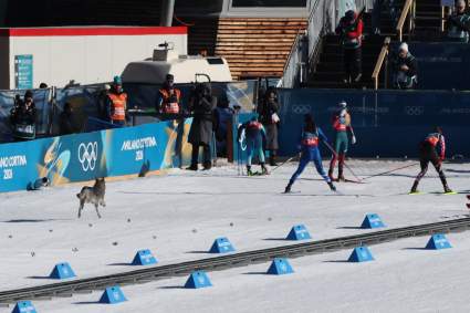 Dog Goes for Gold on Olympic Cross-Country Ski Course During Race