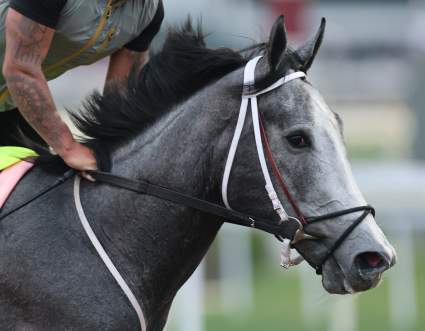 Great White Joins Kentucky Derby Field After Silent Tactic Scratch