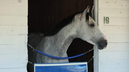 Breeders’ Cup Champion Abruptly Retires After $8.5 Million Career